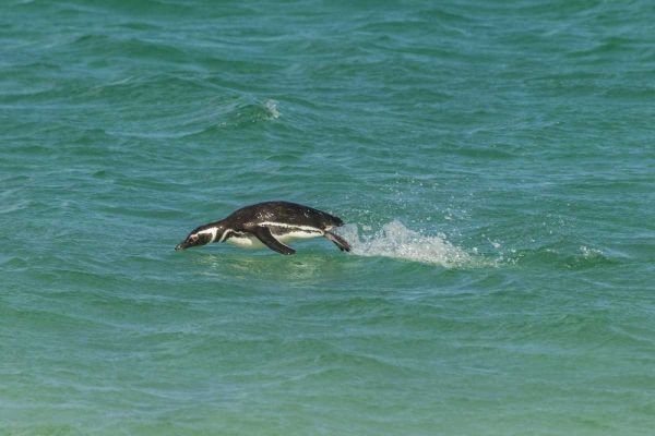 Bleaker Island Magellanic penguin breaching